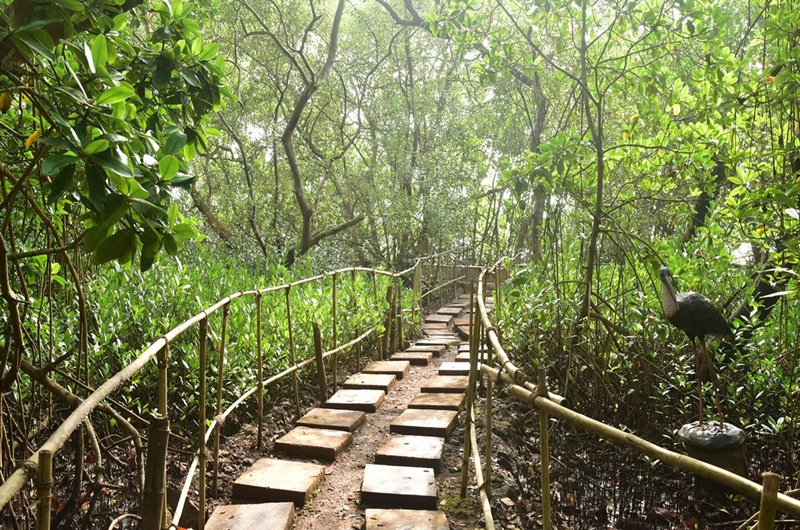 Salim Ali Bird Trail